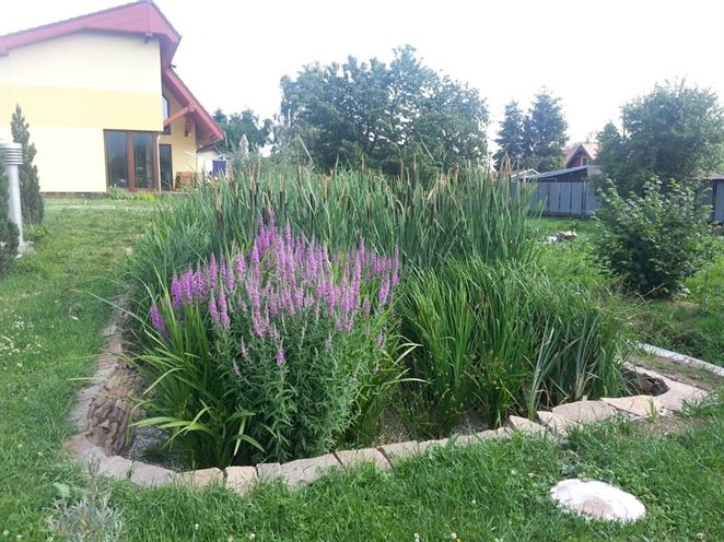 Koreňové ČOV majú potenciál aj na Slovensku. Dôkazom je projekt ekočističiek
